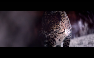 Adbreakanthems Whiskas – Big Cat tv advert ad music