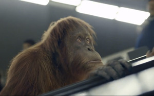 Adbreakanthems SSE – Orang Utan tv advert ad music