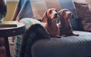 Adbreakanthems Pet Plan – Jobs tv advert ad music