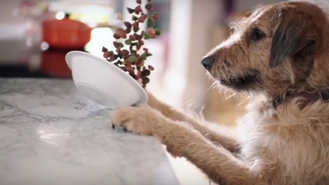 Adbreakanthems Dyson V6 – On Hand When Your Pet Makes A Mess tv advert ad music