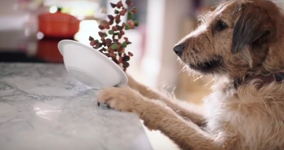 Adbreakanthems Dyson V6 – On Hand When Your Pet Makes A Mess tv advert ad music