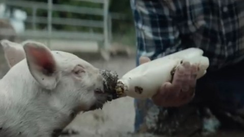 Adbreakanthems Actimel – Stay Strong. Farm On. tv advert ad music