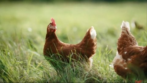 Adbreakanthems Happy Egg Co – Where Happy Hens Lay Tasty Eggs tv advert ad music