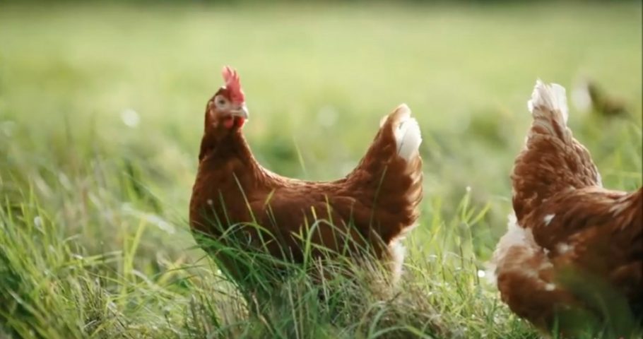 Adbreakanthems Happy Egg Co – Where Happy Hens Lay Tasty Eggs tv advert ad music