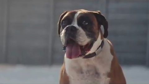 Adbreakanthems John Lewis – Buster The Boxer tv advert ad music