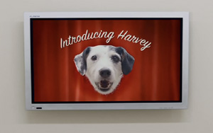 Adbreakanthems Thinkbox – Dogs Home tv advert ad music