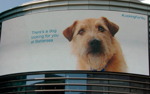 Adbreakanthems Battersea Dogs Home – Looking For You tv advert ad music