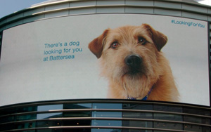 Adbreakanthems Battersea Dogs Home – Looking For You tv advert ad music