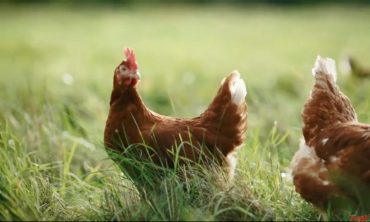 Adbreakanthems Happy Egg Co – Where Happy Hens Lay Tasty Eggs tv advert ad music