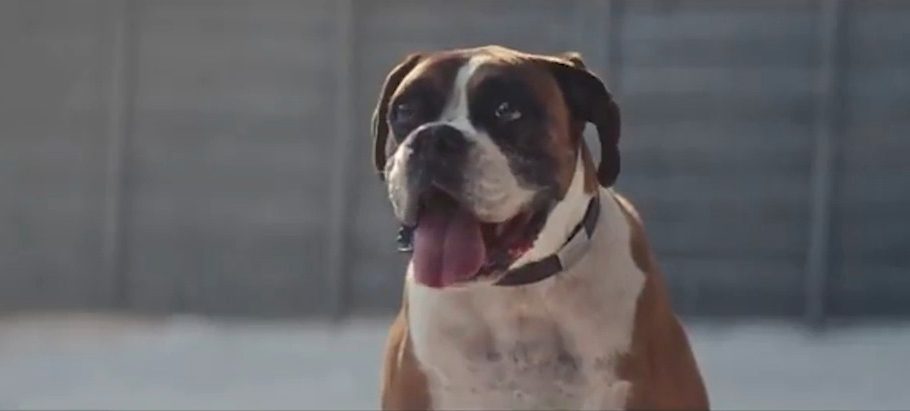 Adbreakanthems November 21 | John Lewis | Buster The Boxer tv advert ad music